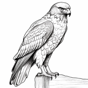 Detailed Red Tailed Hawk Coloring Sheets for Adults 3