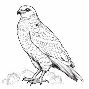 Detailed Saker Falcon Coloring Pages 4