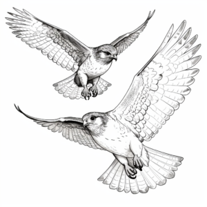 Easy-to-Color Sparrowhawk Coloring Pages 3
