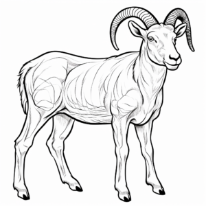 Educational Bighorn Sheep Anatomy Coloring Pages 3