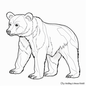 Educational Black Bear Anatomy Coloring Pages 1