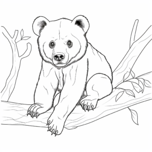 Endangered Malayan Sun Bear Cub Coloring Pages 4