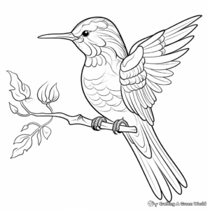 Exquisite Rufous Hummingbird Adult Coloring Pages 4