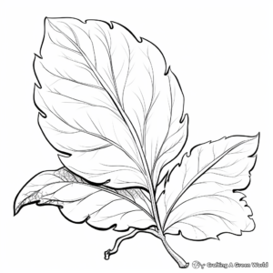 Fig and Fig Leaf Coloring Pages 3