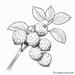 Fruiting Raspberry Plant Coloring Pages 4