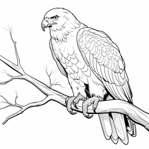 Hawk and Bald Eagle Coloring Pages 2