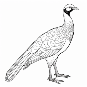 Interactive Ring-Necked Pheasant Coloring Pages 4