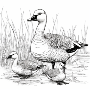 Intricate Canada Geese Coloring Pages for Adults 2