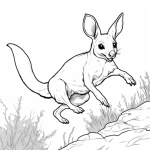 Jumping Wallaby Coloring Pages for Kids 3