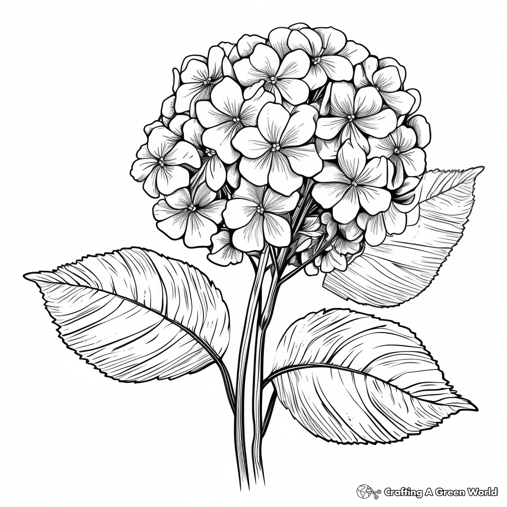 Lacecap Hydrangea Coloring Pages for Botany Enthusiasts 1