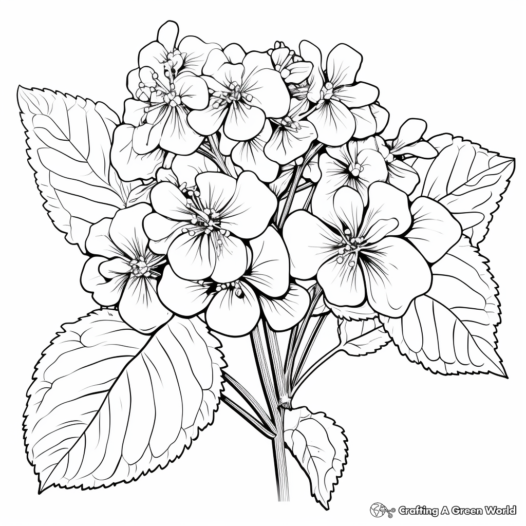 Lacecap Hydrangea Coloring Pages for Botany Enthusiasts 4