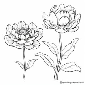 Lotus and Water Lily Coloring Pages: A Comparison 3