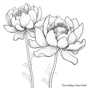 Lotus and Water Lily Coloring Pages: A Comparison 4