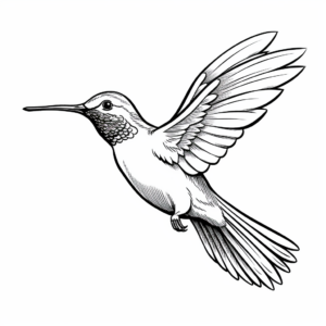 Male and Female Hummingbird Coloring Pages 2