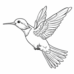 Male and Female Hummingbird Coloring Pages 4