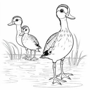 Male and Female Wood Duck: Pair Coloring Pages 2