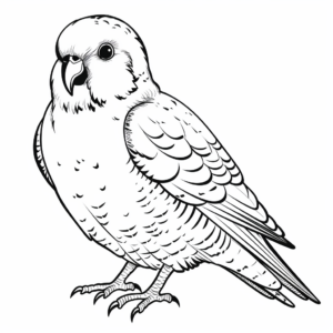Melopsittacus Undulated Parakeet Coloring Pages 2