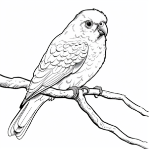 Melopsittacus Undulated Parakeet Coloring Pages 4