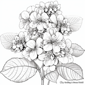 Mountain Hydrangea Coloring Pages 1