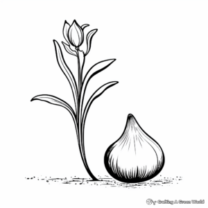 Onion Bulb and Flower: Life Cycle Coloring Pages 4