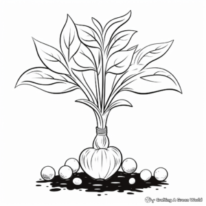 Onion Plant Growth Stages Coloring Pages 1