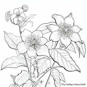 Passiflora Plant Rainforest Coloring Pages 3