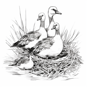 Peaceful Canada Geese Nesting Coloring Pages 4
