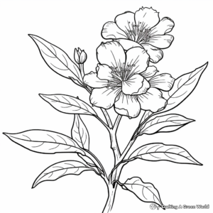 Pecan Flower Blossom Coloring Pages 1