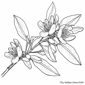 Pecan Flower Blossom Coloring Pages 4