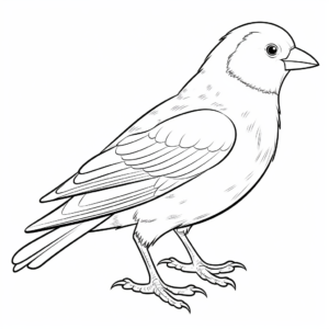 Printable Choughs Crow Coloring Pages 2