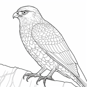 Printable Sharp-shinned Hawk Coloring Pages 2