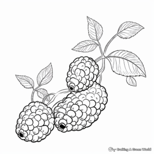 Raspberry Lifecycle Coloring Pages 1