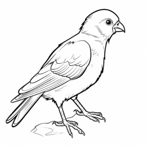 Realistic Alexandrine Parakeet Coloring Sheets 1