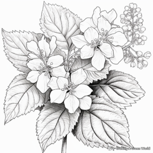 Realistic Oakleaf Hydrangea Coloring Pages 3