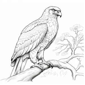 Red Tailed Hawk in Different Habitats Coloring Pages 3