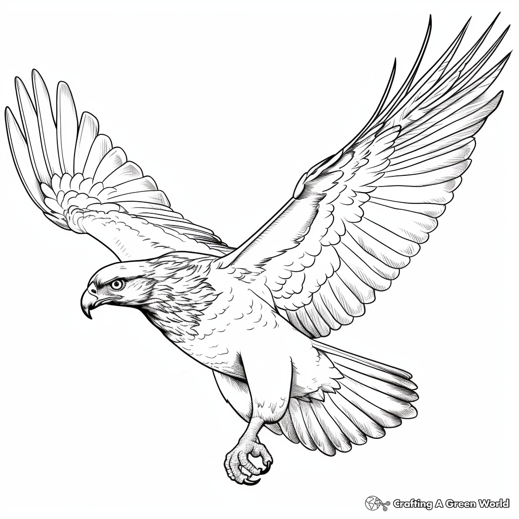 Red Tailed Hawk In Flight Coloring Pages 4