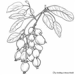 Roc d'Or (Golden Pea) Coloring Pages 3