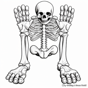 Skeleton Toes Anatomy Coloring Pages 1