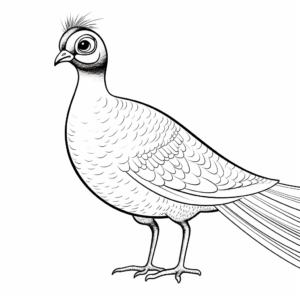 Spotlight on Bornean Peacock-Pheasant Coloring Pages 1