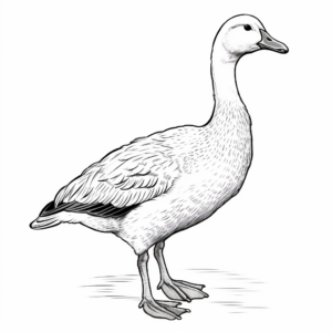 Stunning Emperor Goose Coloring Pages 1