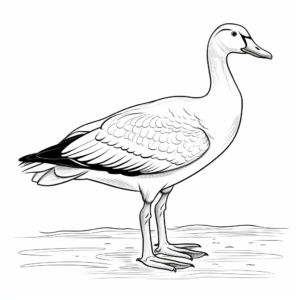 Stunning Emperor Goose Coloring Pages 3