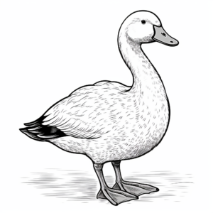 Swan Goose Coloring Pages for Adults 4