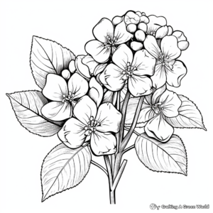 Variegated Hydrangea Coloring Pages for Botany Lovers 3