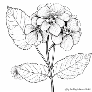 Variegated Hydrangea Coloring Pages for Botany Lovers 4