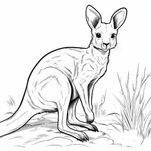 Wallaby and Kangaroo Coloring Pages 2
