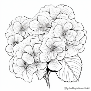White Hydrangea Coloring Pages for Adults 1